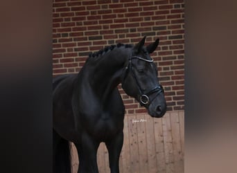 Hannoveraner, Wallach, 5 Jahre, 172 cm, Rappe
