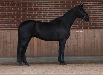 Hannoveraner, Wallach, 5 Jahre, 172 cm, Rappe