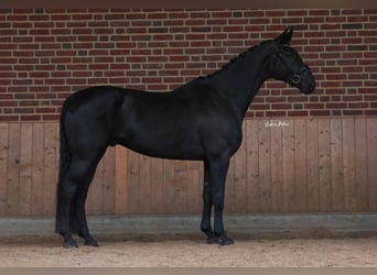 Hannoveraner, Wallach, 5 Jahre, 172 cm, Rappe