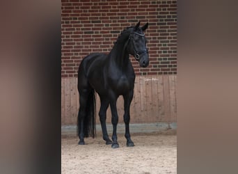 Hannoveraner, Wallach, 5 Jahre, 172 cm, Rappe