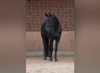 Hannoveraner, Wallach, 5 Jahre, 172 cm, Rappe