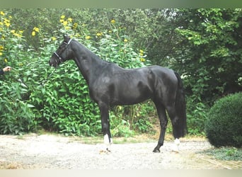 Hannoveraner, Wallach, 5 Jahre, 172 cm, Rappe