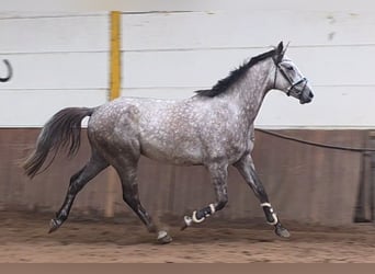 Hannoveraner, Wallach, 5 Jahre, 172 cm, Schimmel