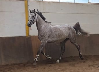 Hannoveraner, Wallach, 5 Jahre, 172 cm, Schimmel