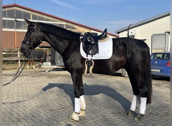 Hannoveraner, Wallach, 5 Jahre, 172 cm, Schwarzbrauner