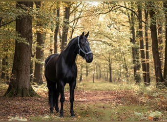 Hannoveraner, Wallach, 5 Jahre, 172 cm, Schwarzbrauner