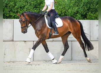 Hannoveraner, Wallach, 5 Jahre, 172 cm, Schwarzbrauner