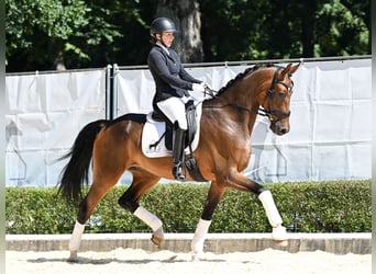 Hannoveraner, Wallach, 5 Jahre, 173 cm, Brauner