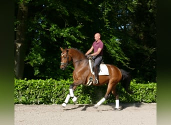 Hannoveraner, Wallach, 5 Jahre, 173 cm, Brauner