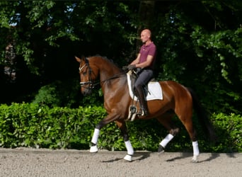 Hannoveraner, Wallach, 5 Jahre, 173 cm, Brauner