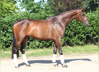 Hannoveraner, Wallach, 5 Jahre, 173 cm, Brauner