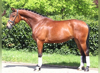 Hannoveraner, Wallach, 5 Jahre, 173 cm, Brauner