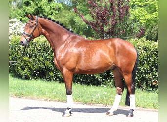 Hannoveraner, Wallach, 5 Jahre, 173 cm, Brauner