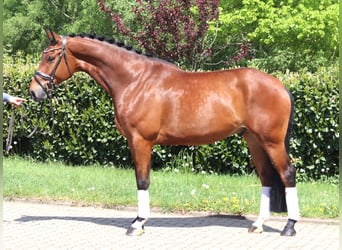 Hannoveraner, Wallach, 5 Jahre, 173 cm, Brauner