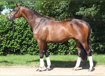 Hannoveraner, Wallach, 5 Jahre, 173 cm, Brauner