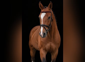 Hannoveraner, Wallach, 5 Jahre, 173 cm, Brauner