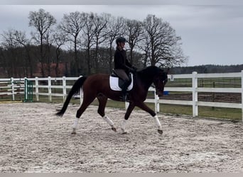 Hannoveraner, Wallach, 5 Jahre, 173 cm, Dunkelbrauner