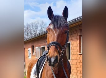 Hannoveraner, Wallach, 5 Jahre, 173 cm, Dunkelbrauner