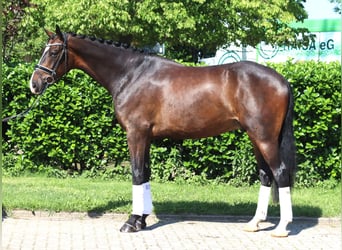 Hannoveraner, Wallach, 5 Jahre, 173 cm, Dunkelbrauner