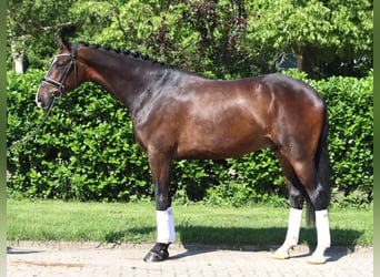 Hannoveraner, Wallach, 5 Jahre, 173 cm, Dunkelbrauner
