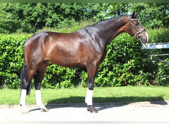 Hannoveraner, Wallach, 5 Jahre, 173 cm, Dunkelbrauner