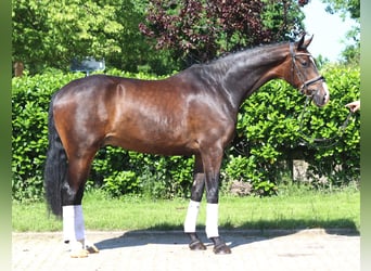 Hannoveraner, Wallach, 5 Jahre, 173 cm, Dunkelbrauner