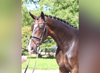 Hannoveraner, Wallach, 5 Jahre, 173 cm, Dunkelbrauner