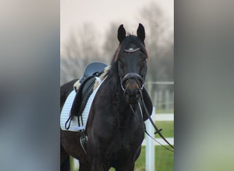 Hannoveraner, Wallach, 5 Jahre, 173 cm, Dunkelbrauner