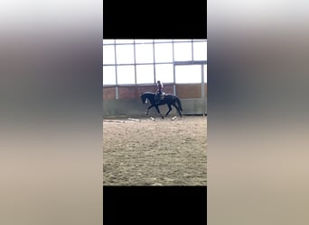 Hannoveraner, Wallach, 5 Jahre, 173 cm, Dunkelbrauner