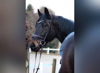 Hannoveraner, Wallach, 5 Jahre, 173 cm, Dunkelbrauner