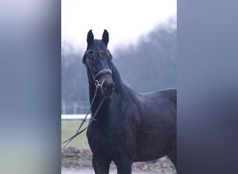 Hannoveraner, Wallach, 5 Jahre, 173 cm, Dunkelbrauner