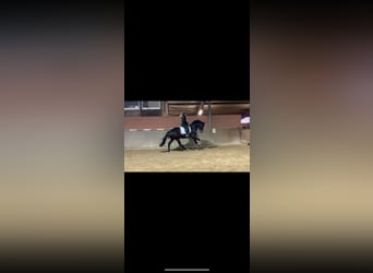 Hannoveraner, Wallach, 5 Jahre, 173 cm, Dunkelbrauner