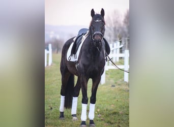 Hannoveraner, Wallach, 5 Jahre, 173 cm, Dunkelbrauner