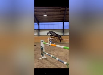 Hannoveraner, Wallach, 5 Jahre, 173 cm, Dunkelbrauner