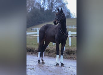 Hannoveraner, Wallach, 5 Jahre, 173 cm, Dunkelbrauner