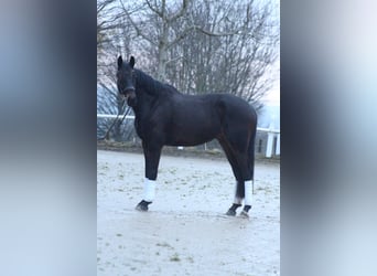 Hannoveraner, Wallach, 5 Jahre, 173 cm, Dunkelbrauner