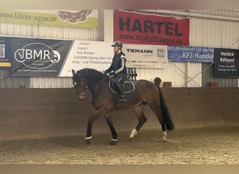 Hannoveraner, Wallach, 5 Jahre, 173 cm, Dunkelbrauner