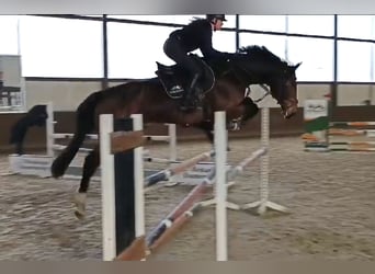 Hannoveraner, Wallach, 5 Jahre, 173 cm, Dunkelbrauner