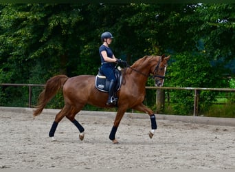 Hannoveraner, Wallach, 5 Jahre, 173 cm, Fuchs