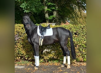 Hannoveraner, Wallach, 5 Jahre, 173 cm, Schwarzbrauner