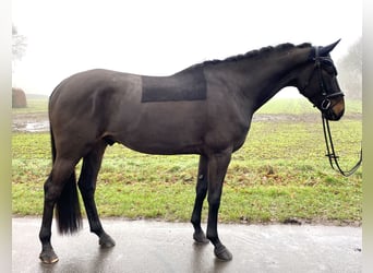 Hannoveraner, Wallach, 5 Jahre, 173 cm, Schwarzbrauner