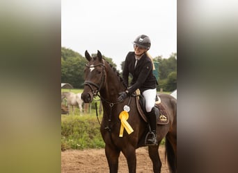 Hannoveraner, Wallach, 5 Jahre, 173 cm, Schwarzbrauner