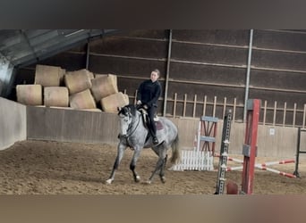 Hannoveraner, Wallach, 5 Jahre, 174 cm, Apfelschimmel