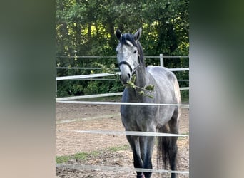 Hannoveraner, Wallach, 5 Jahre, 174 cm, Apfelschimmel