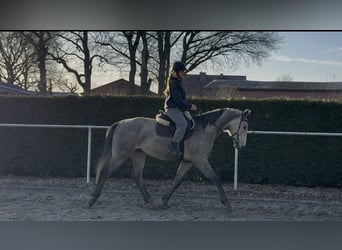 Hannoveraner, Wallach, 5 Jahre, 174 cm, Apfelschimmel