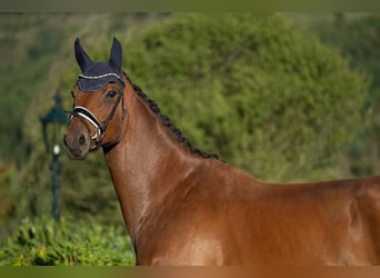 Hannoveraner, Wallach, 5 Jahre, 174 cm, Brauner