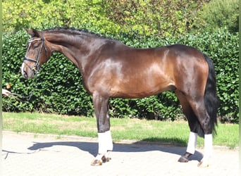 Hannoveraner, Wallach, 5 Jahre, 174 cm, Brauner