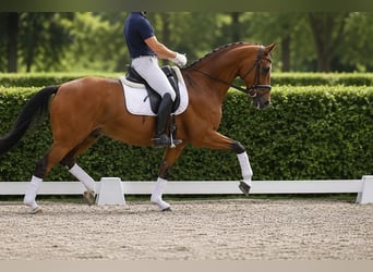Hannoveraner, Wallach, 5 Jahre, 174 cm, Brauner