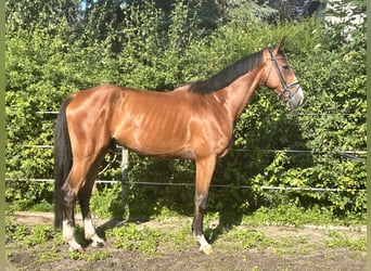 Hannoveraner, Wallach, 5 Jahre, 174 cm, Brauner
