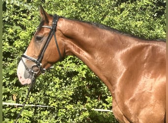 Hannoveraner, Wallach, 5 Jahre, 174 cm, Brauner